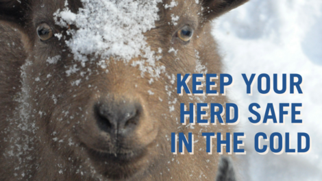 Preparing Your Goats for Cold Weather